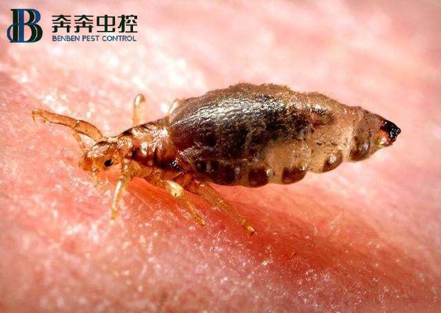 灭臭虫知识_灭臭虫的方法_灭臭虫神器