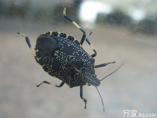 床上杀臭虫的喷什么药_怎么灭床上臭虫_怎么灭床上的臭虫