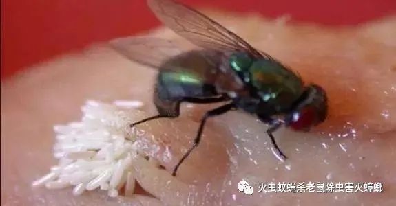苍蝇消灭苍蝇最好的办法_咋灭苍蝇_灭苍蝇的最好方法