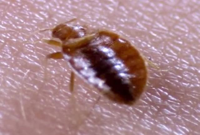 灭臭虫用什么药最有效_灭药臭虫有效用什么代替_灭药臭虫有效用多久