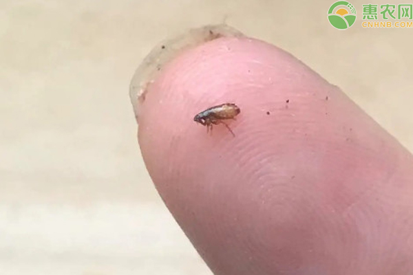 跳蚤灭杀药_杀跳蚤的药水_灭跳蚤的药有毒吗