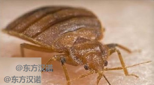 臭虫有效方法有哪些_臭虫最有效的方法_臭虫的处理方法
