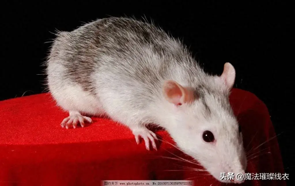 老鼠怎么消灭老鼠_灭老鼠的办法_老鼠怎么灭知乎