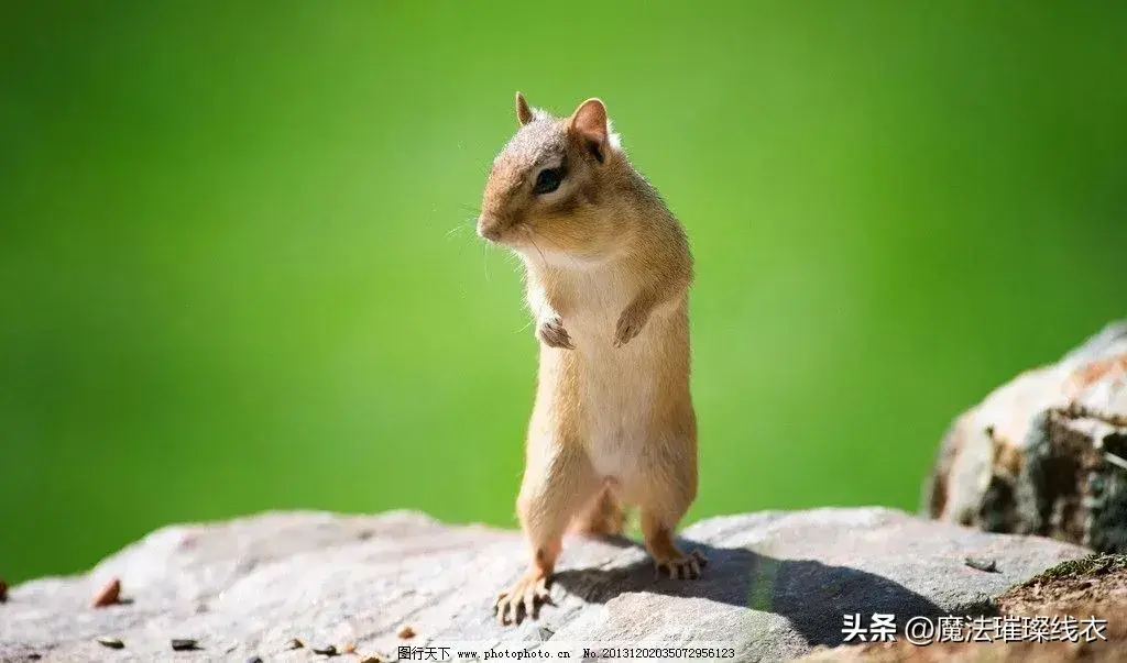 灭老鼠的办法_老鼠怎么灭知乎_老鼠怎么消灭老鼠