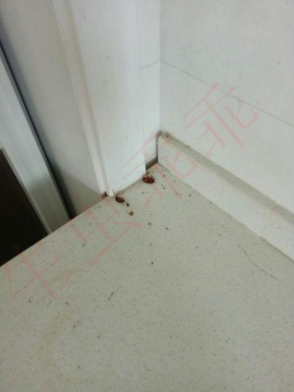 蟑螂的杀灭方法_蟑螂怎么灭法啊有特效吗_灭蟑螂最有效方法