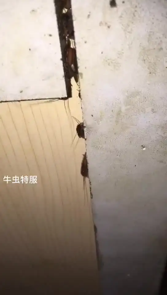 蟑螂怎么灭法啊有特效吗_灭蟑螂最有效方法_蟑螂的杀灭方法