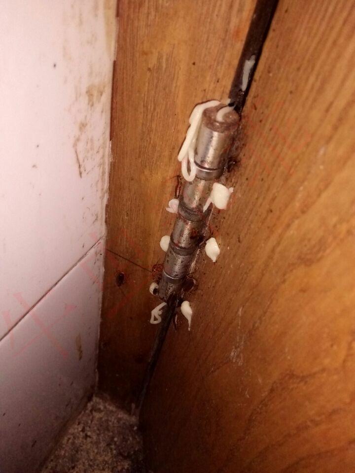 蟑螂的杀灭方法_灭蟑螂最有效方法_蟑螂怎么灭法啊有特效吗