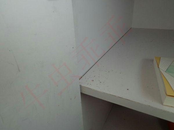 蟑螂怎么灭法啊有特效吗_蟑螂的杀灭方法_灭蟑螂最有效方法